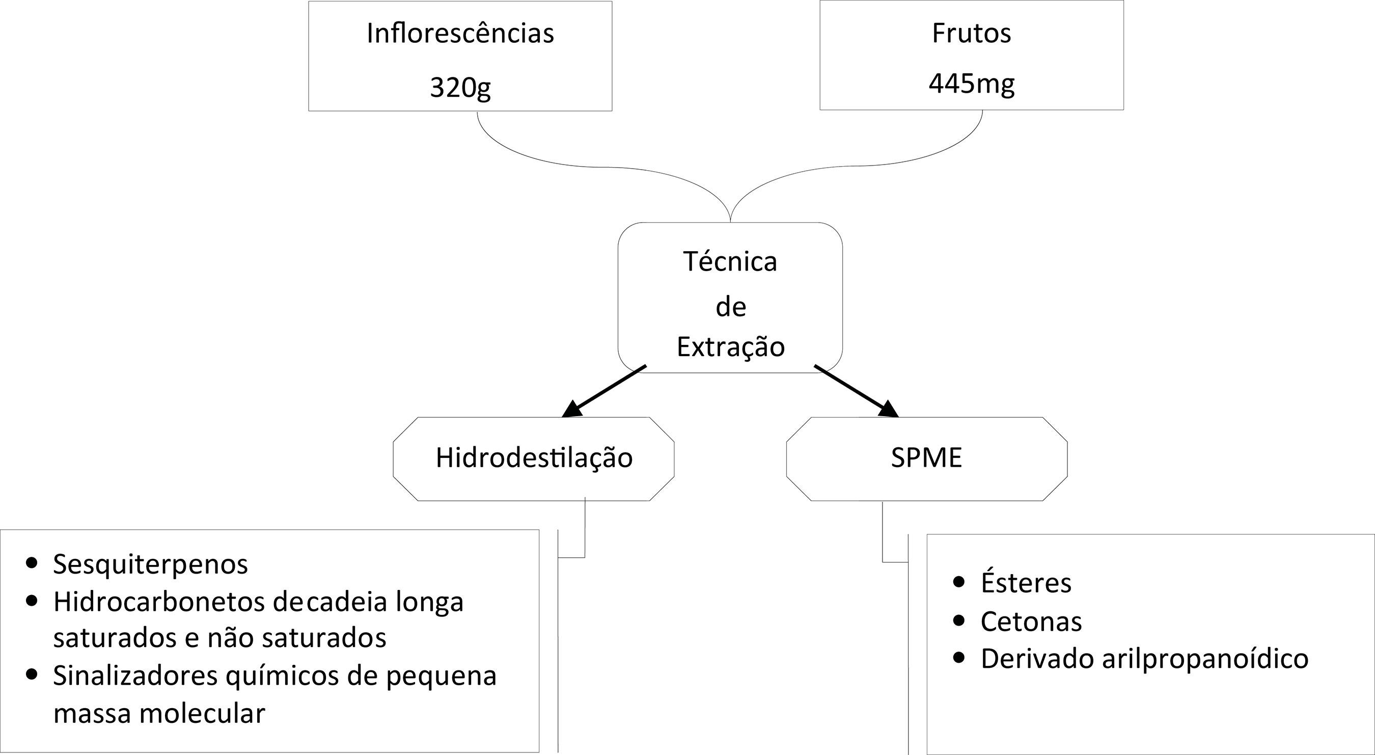 Figura 2