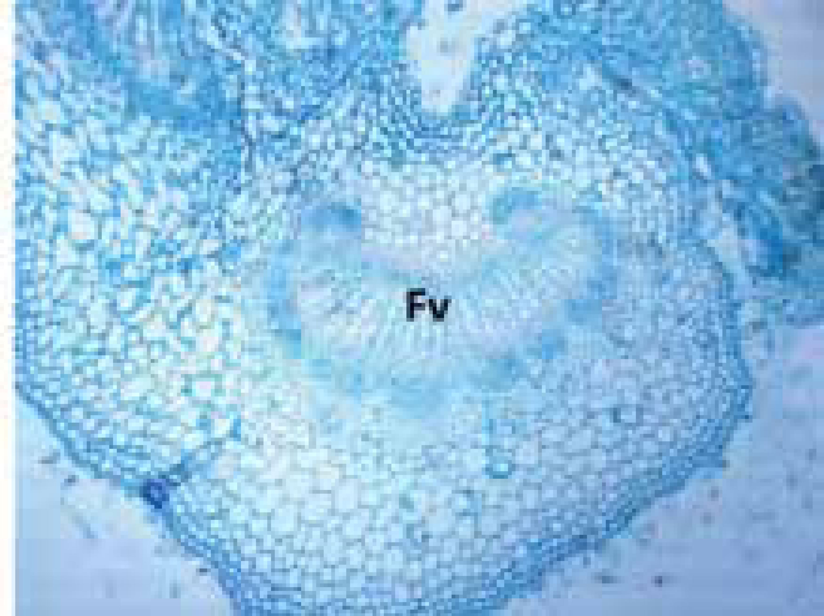 Figura 10