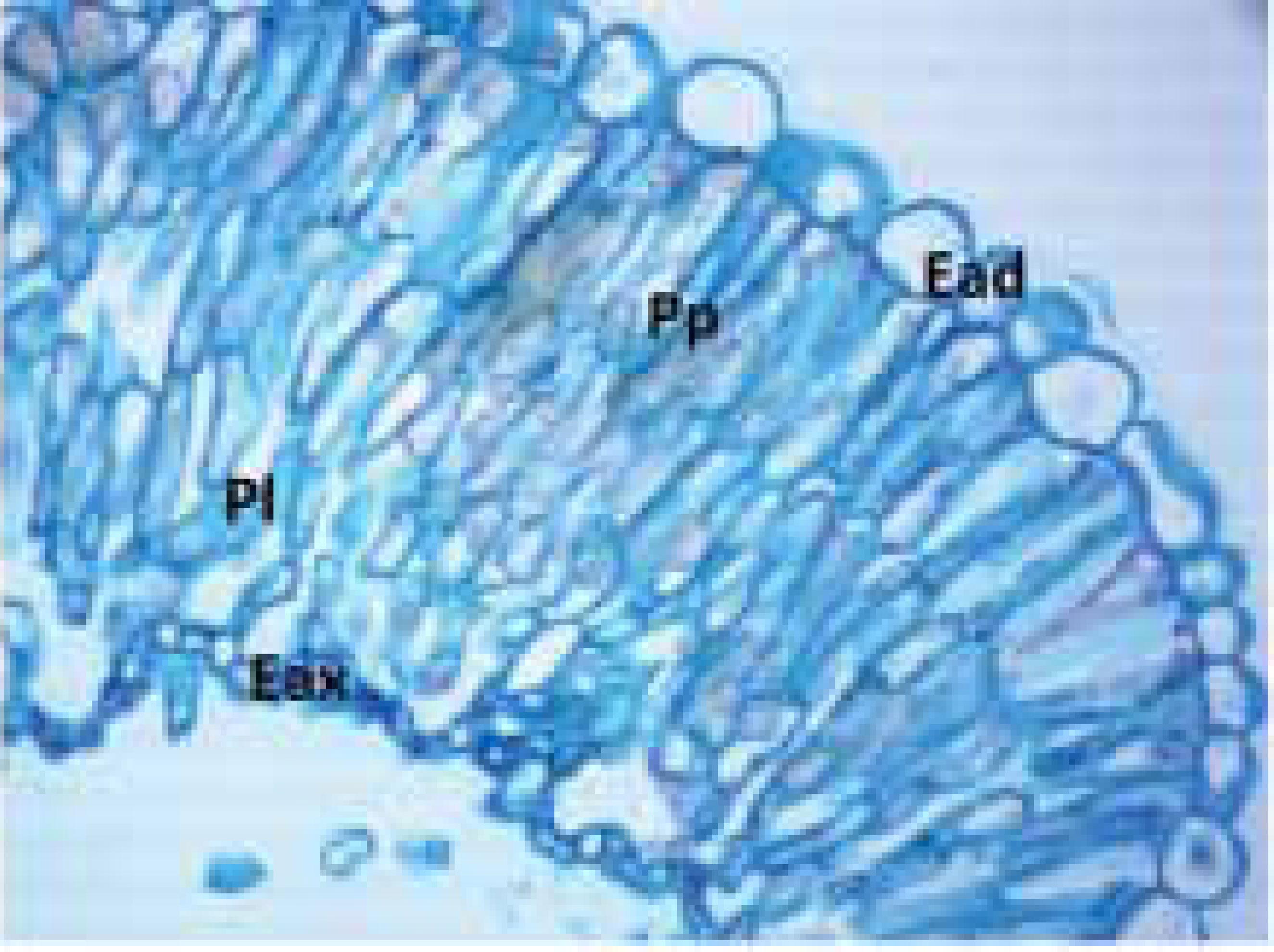 Figura 6