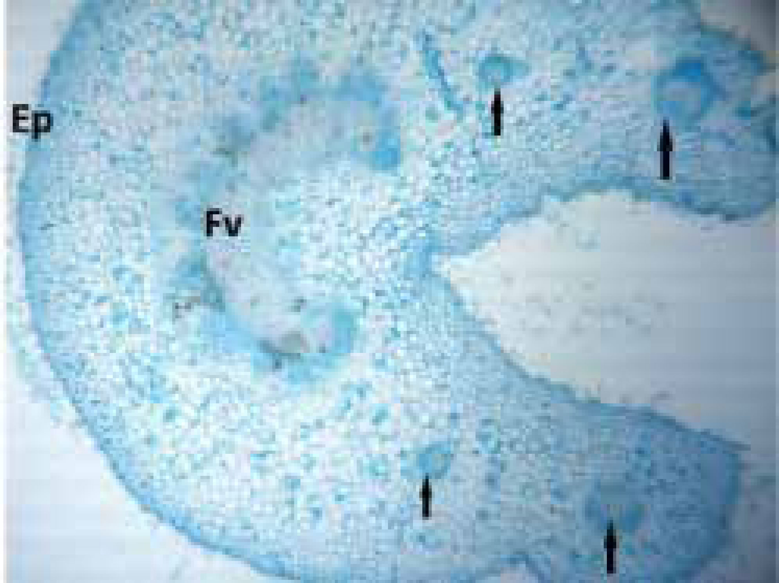 Figura 7