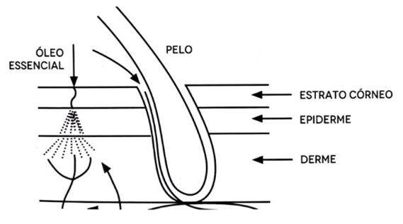 Figura 3