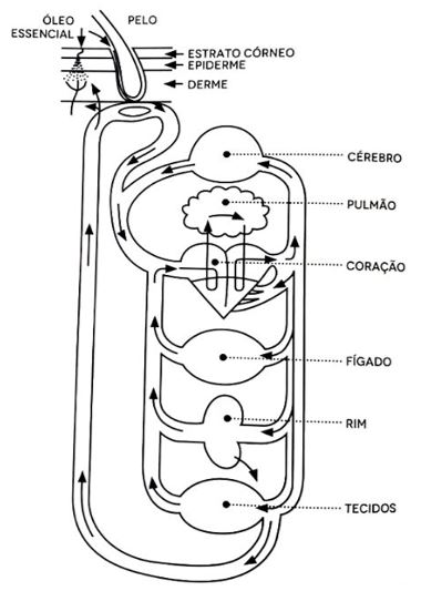 Figura 4